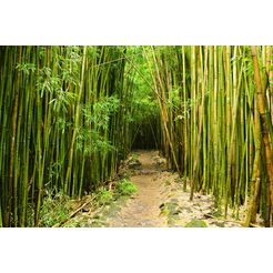 papermoon fotobehang bamboebos hawaï fluwelig, vliesbehang, eersteklas digitale print groen