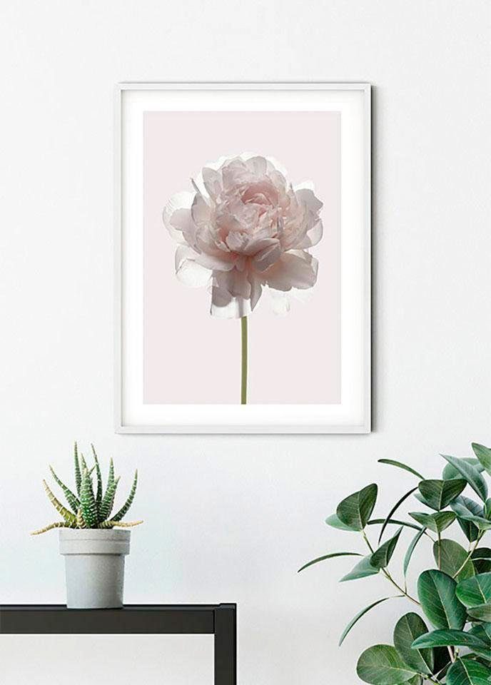 Komar Wanddecoratie Rosé Wanddecoratie - zonder lijst (1 stuk)