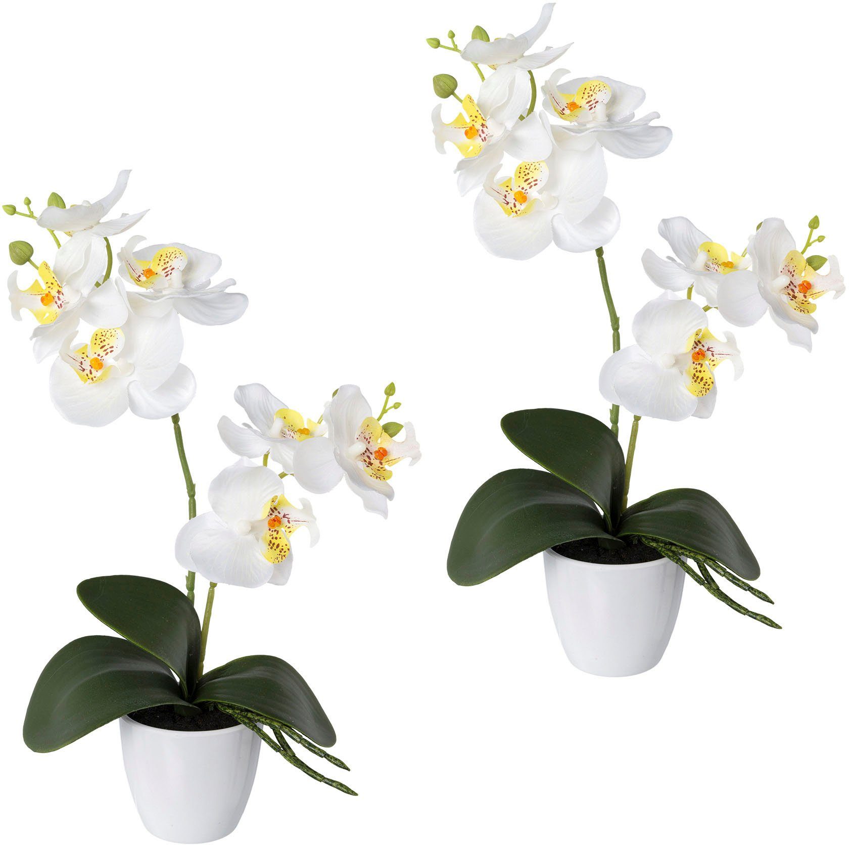 Creativ green Kunstorchidee Vlinderorchidee set van 2, in een plastic pot (2 stuks)