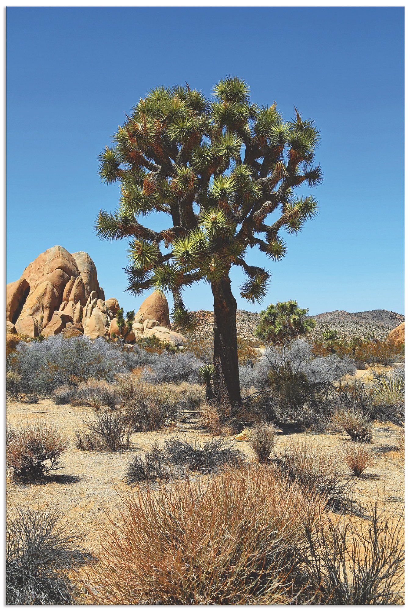 Artland Artprint Joshua Tree in de Mojave woestijn III in vele afmetingen & productsoorten - artprint van aluminium / artprint voor buiten, artprint op linnen, poster, muursticker