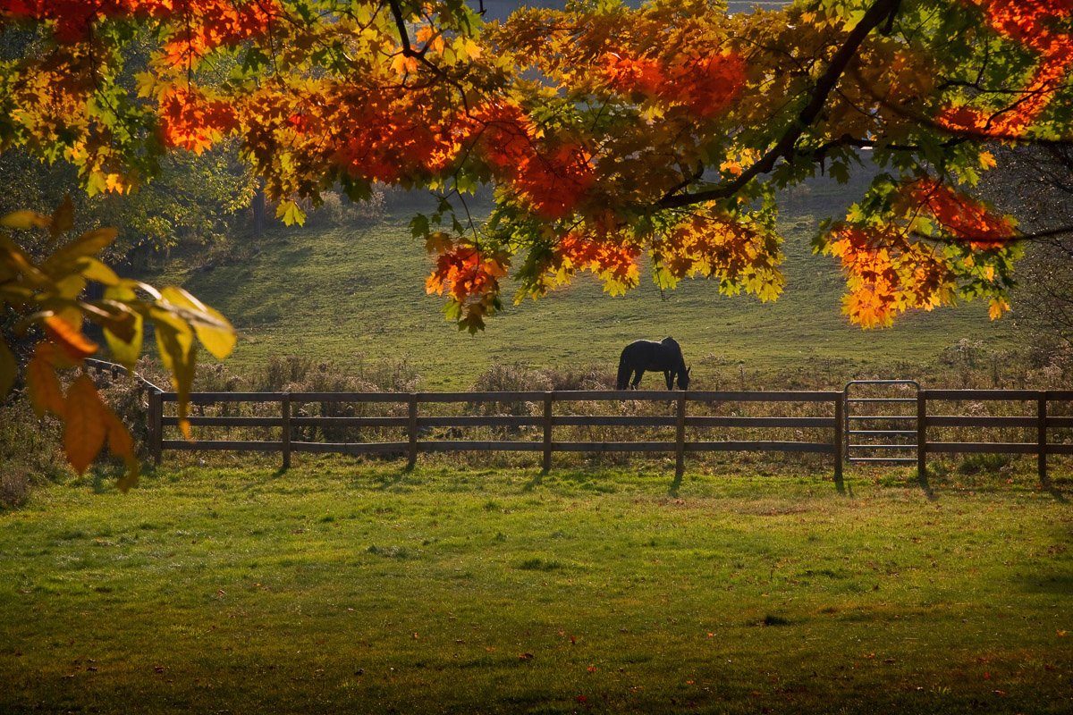 Papermoon Fotobehang Pferd auf der Weide