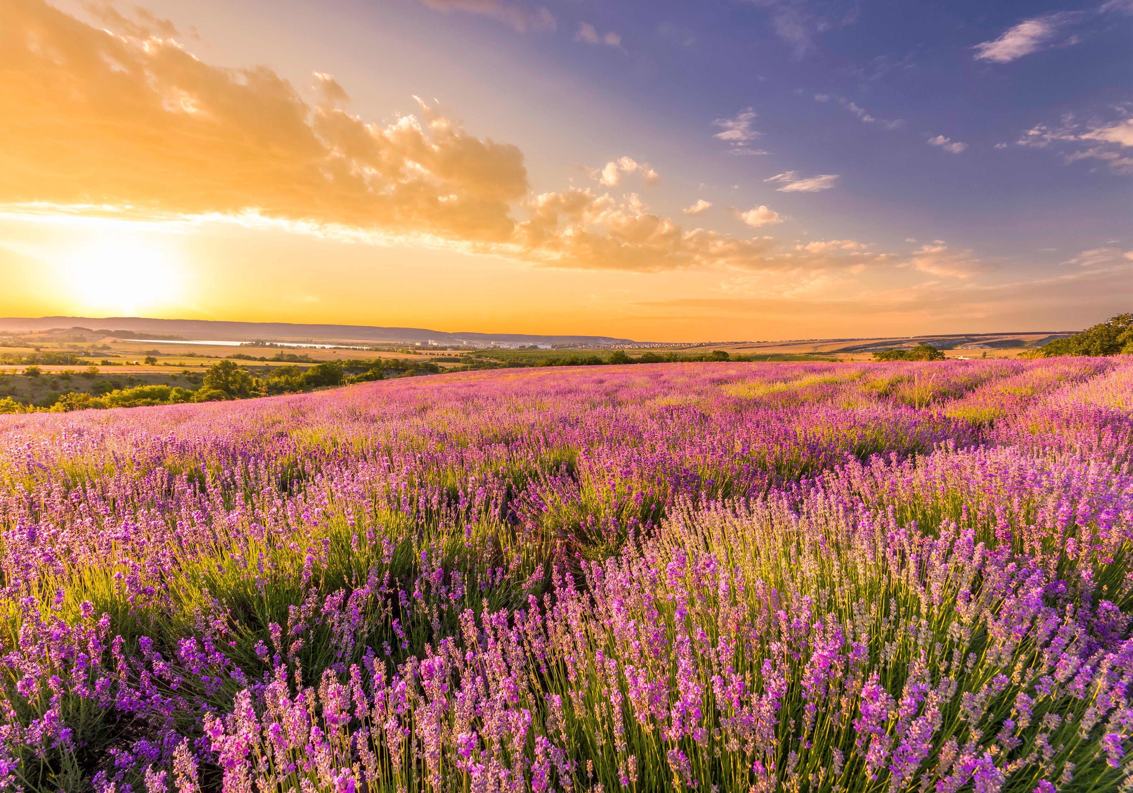 Papermoon Fotobehang Lavender Field
