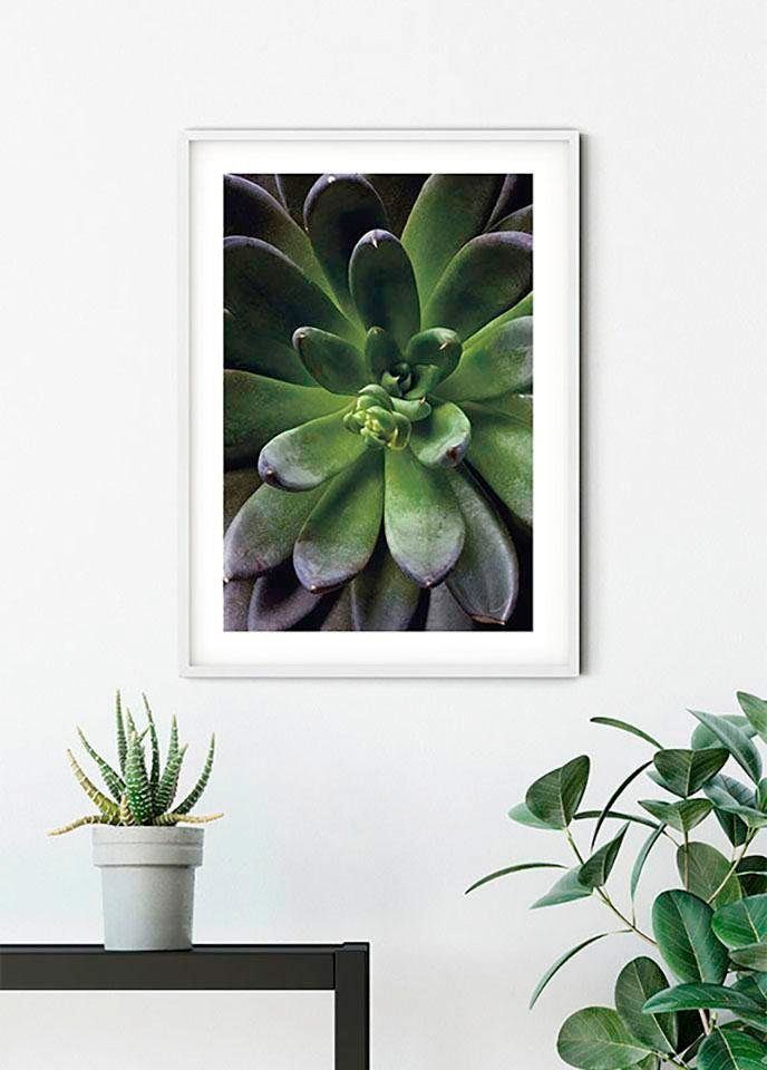 Komar Wanddecoratie Succulent single Wanddecoratie - zonder lijst (1 stuk)