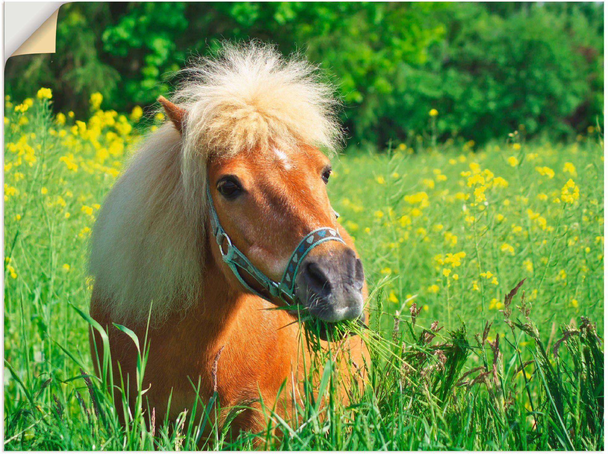 Artland artprint Shetland Pony