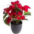 botanic-haus kunstbloem kerstster met 6 bloemen rood