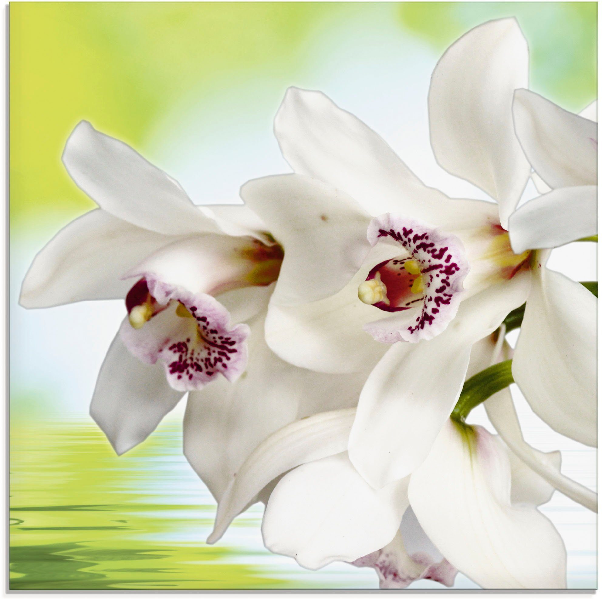 Artland Print op glas Witte orchidee