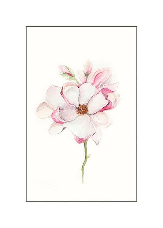 Komar Poster Magnolia Blossom Hoogte: 40 cm