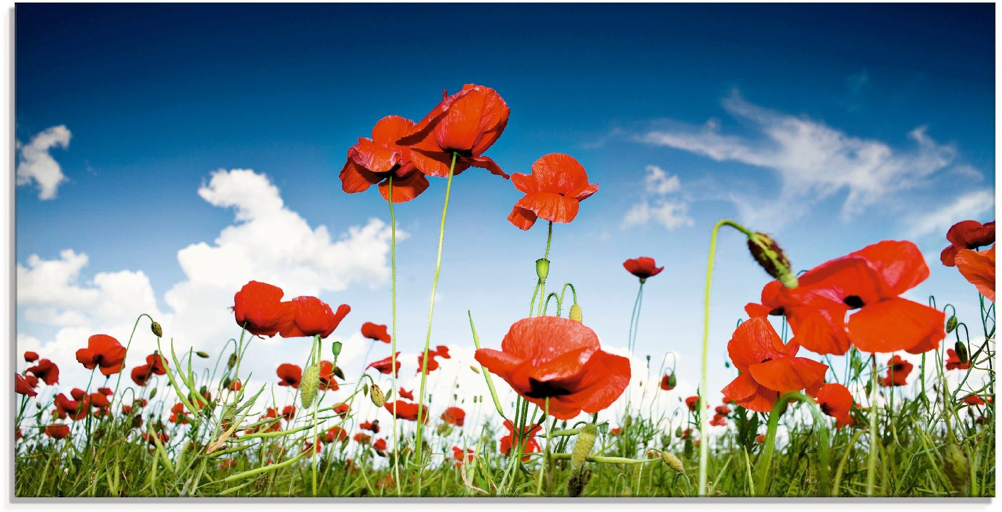 Artland print op glas Feld mit Mohnblumen unter Himmel