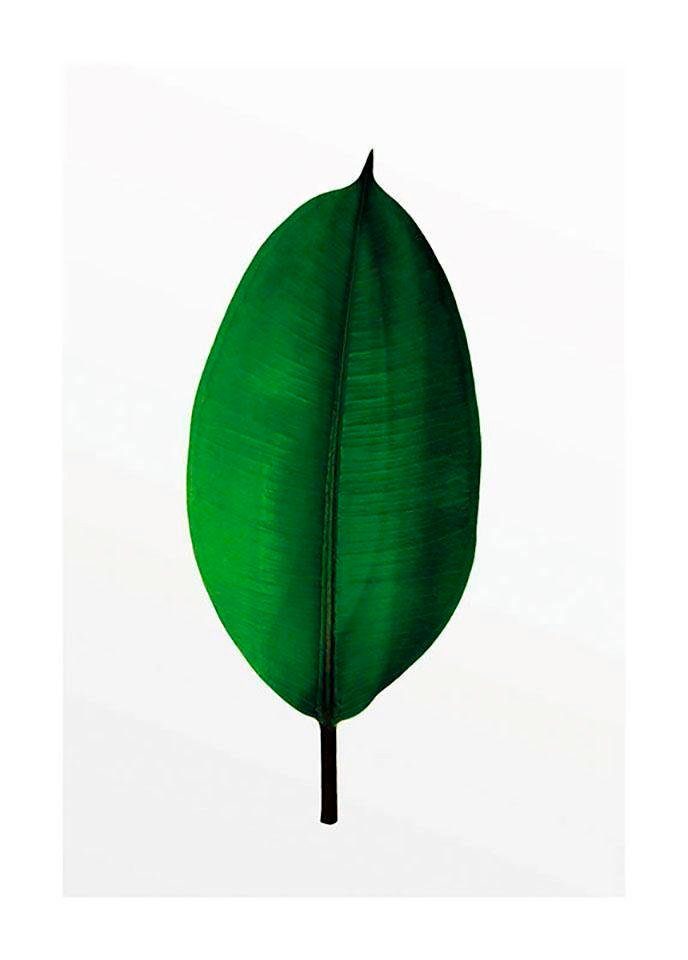 Komar Wanddecoratie Ficus Leaf Wanddecoratie - zonder lijst (1 stuk)
