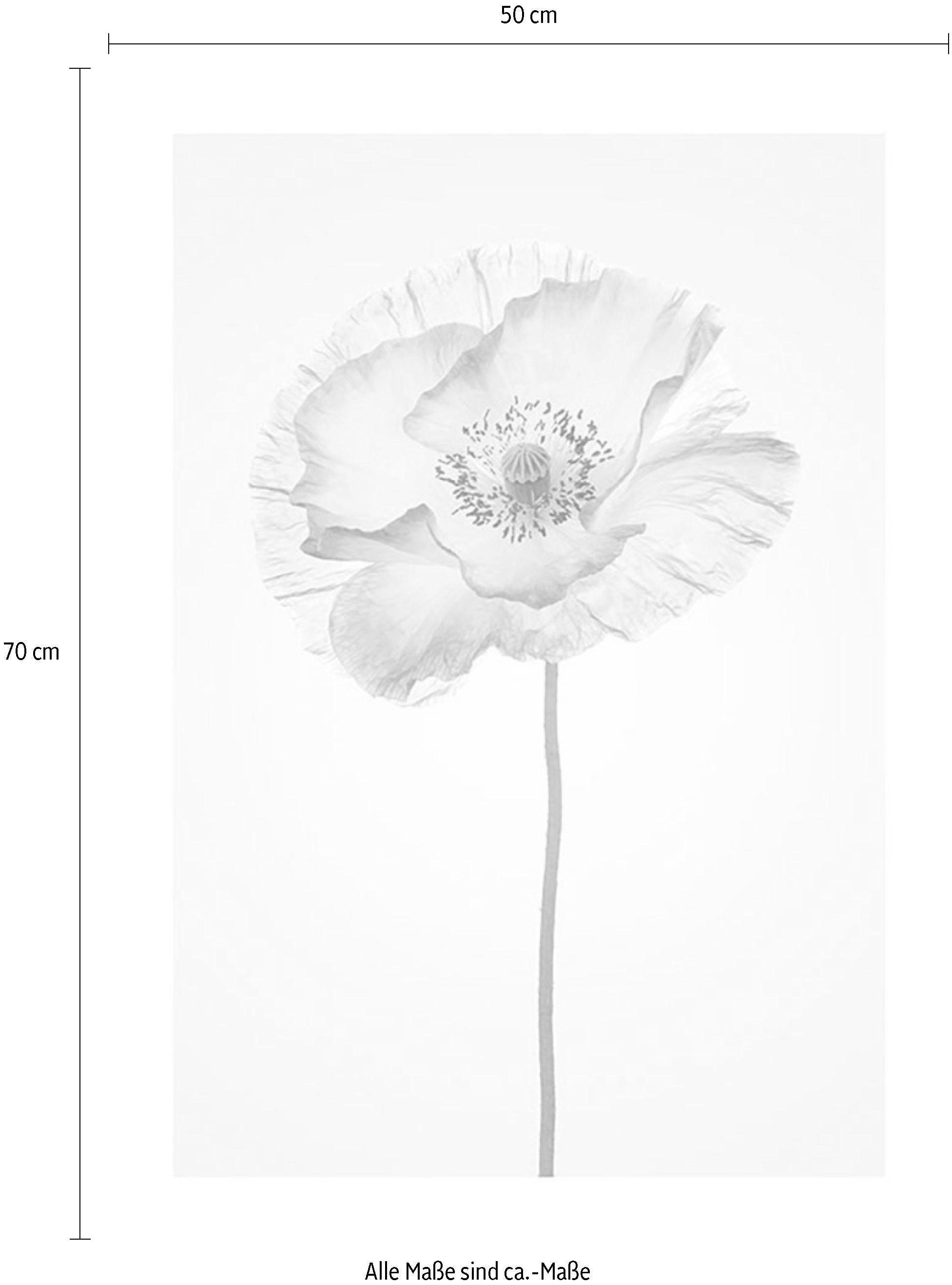 Komar Wanddecoratie Poppy Wanddecoratie - zonder lijst (1 stuk)