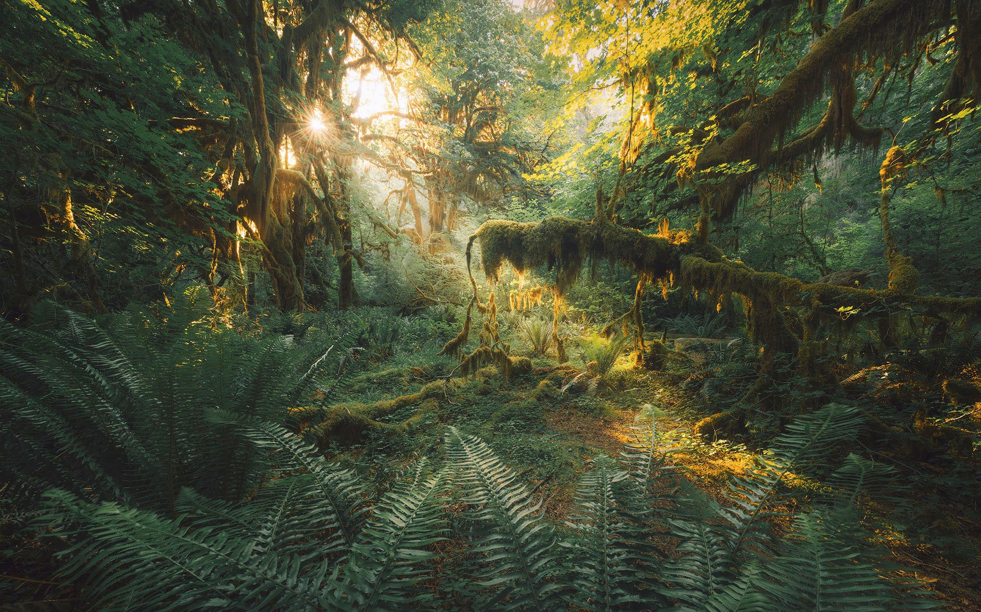 Komar Fotobehang Digitale print vlies - Hall of Mosses - Afmeting 400 x 250 cm (1 stuk)
