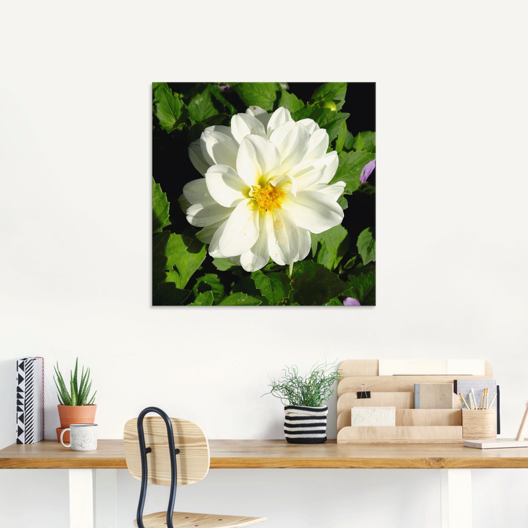 Artland Print op glas Witte dahliabloem in verschillende maten