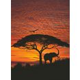 komar fotobehang african sunset zeer lichtbestendig (set) multicolor