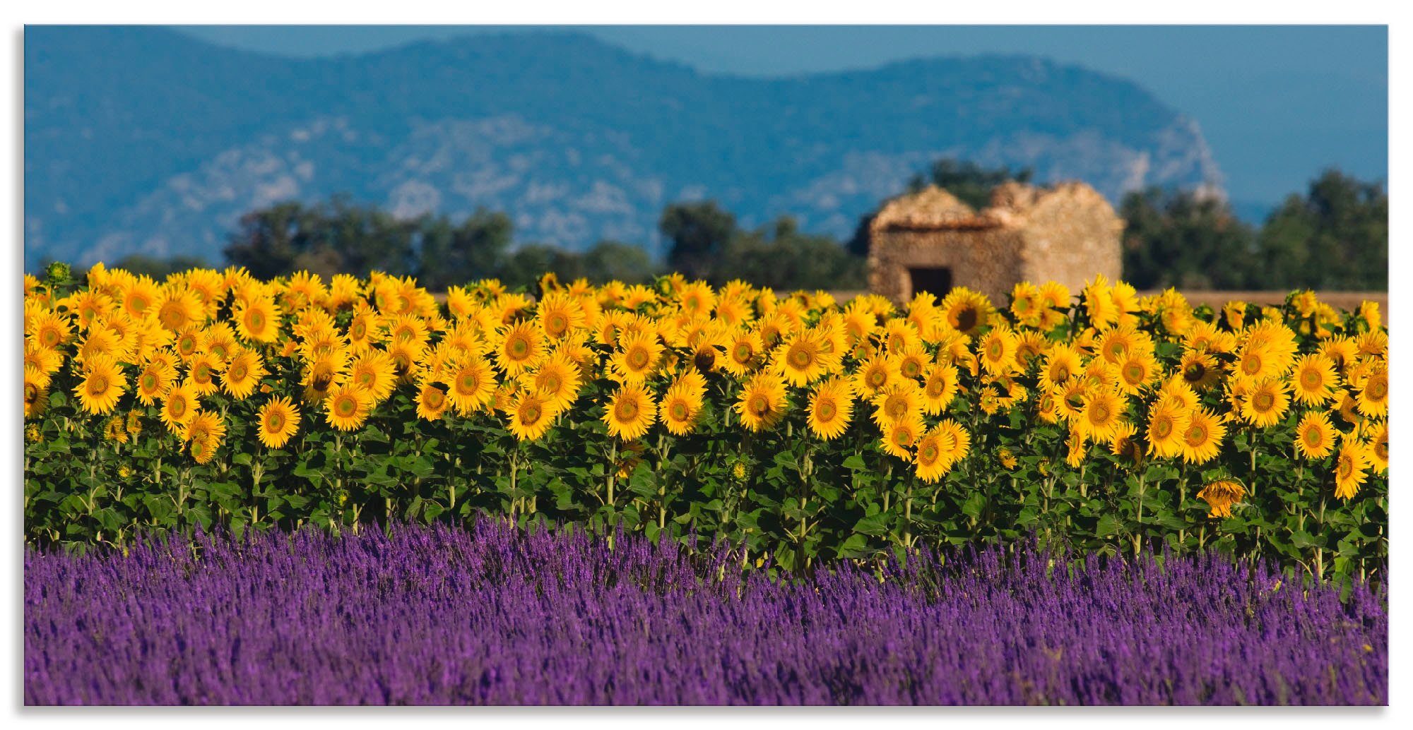 Artland Artprint Lavendel Zonnebloemen in de Provence in vele afmetingen & productsoorten - artprint van aluminium / artprint voor buiten, artprint op linnen, poster, muursticker /
