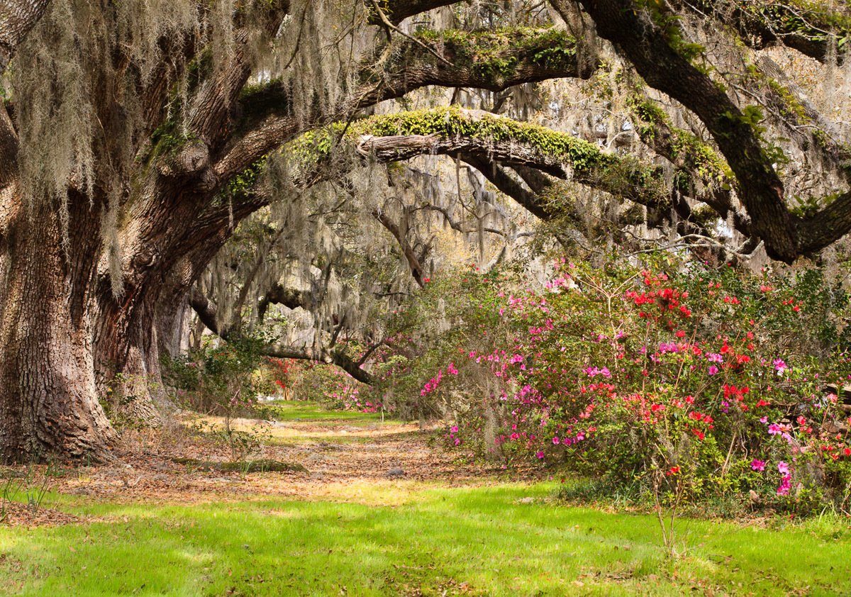 Papermoon Fotobehang Live Oak Tunnel