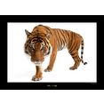 komar poster malayan tijger hoogte: 30 cm multicolor