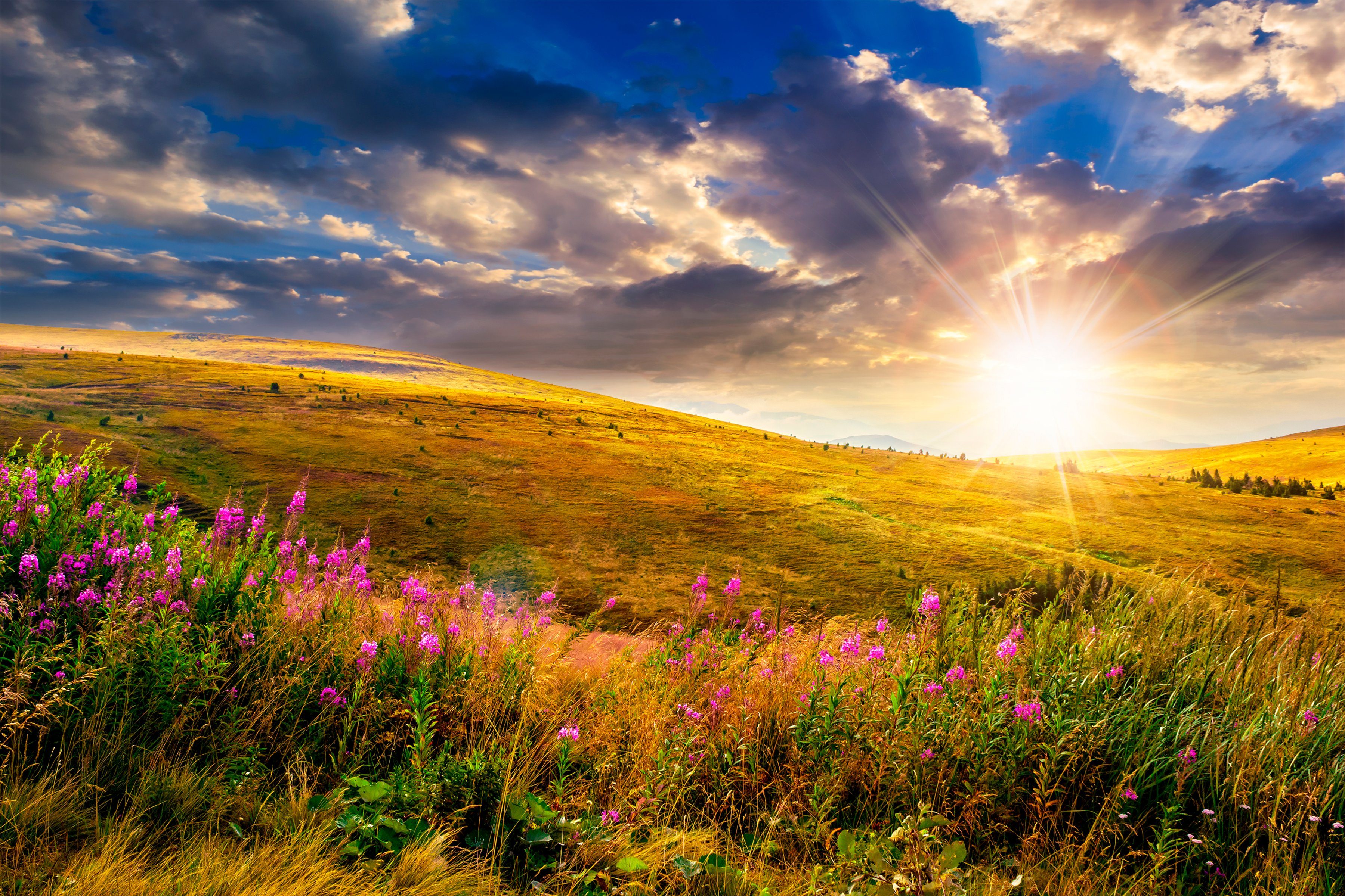 Papermoon Fotobehang Wild Flowers Mountain Sunset