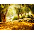 papermoon fotobehang olijf trees multicolor