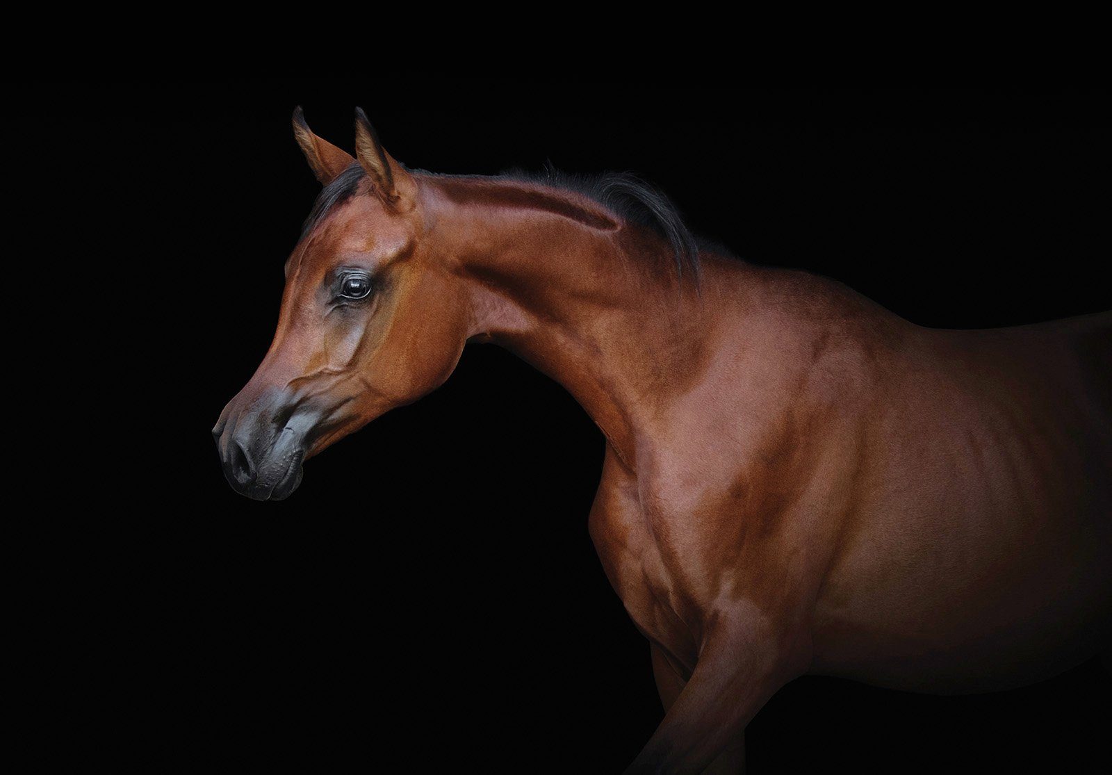 Voel me slecht Parel verkouden worden Consalnet Papierbehang Bruine paard makkelijk gevonden | OTTO