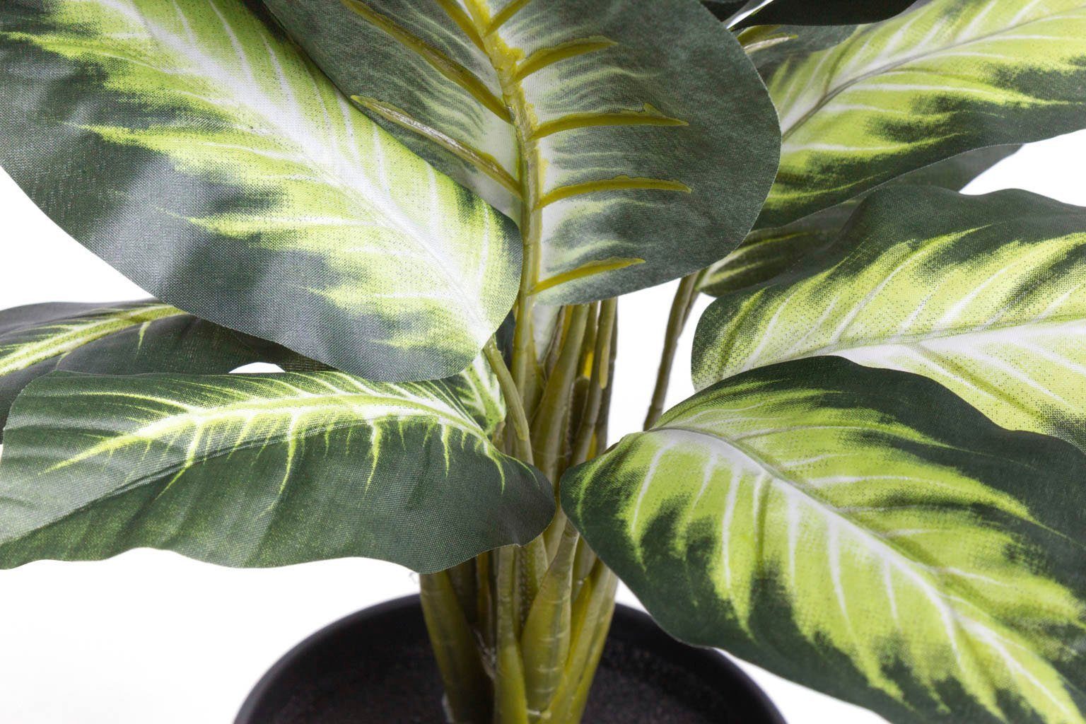 Botanic-Haus Kunst-potplanten Dieffenbachia (1 stuk)