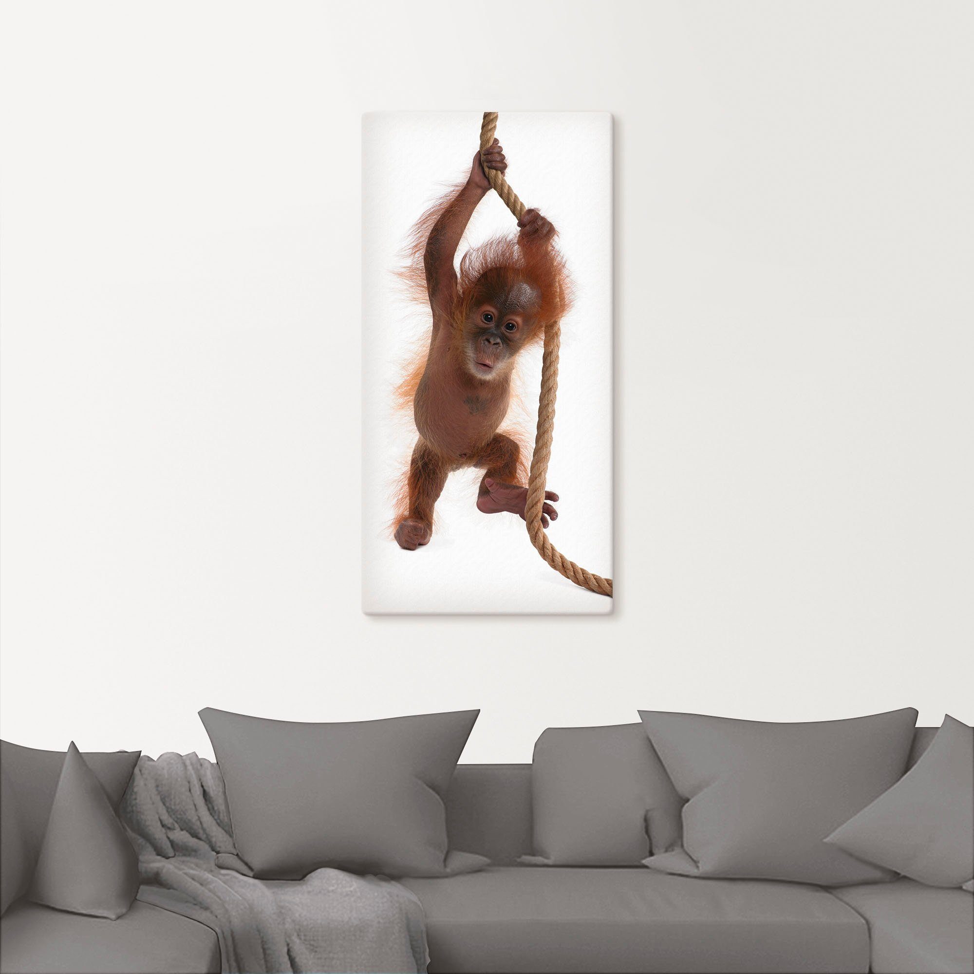Artland Artprint Baby orang oetan hangt aan het touw I als artprint van aluminium, artprint op linnen, muursticker of poster in verschillende maten