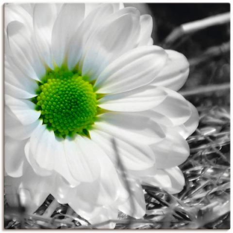 Artland artprint Weiße Blume