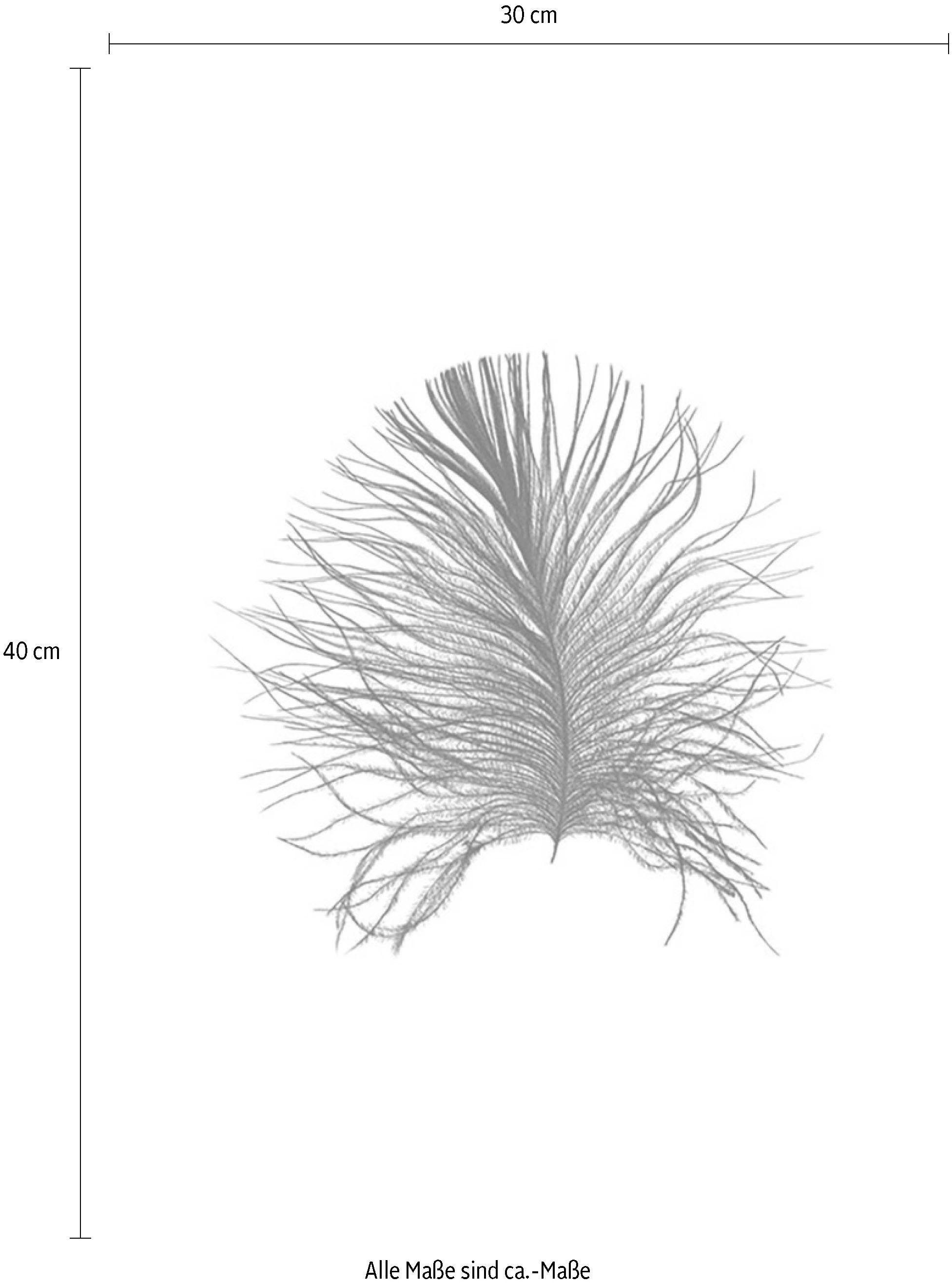 Komar Wanddecoratie Feather white Wanddecoratie - zonder lijst (1 stuk)