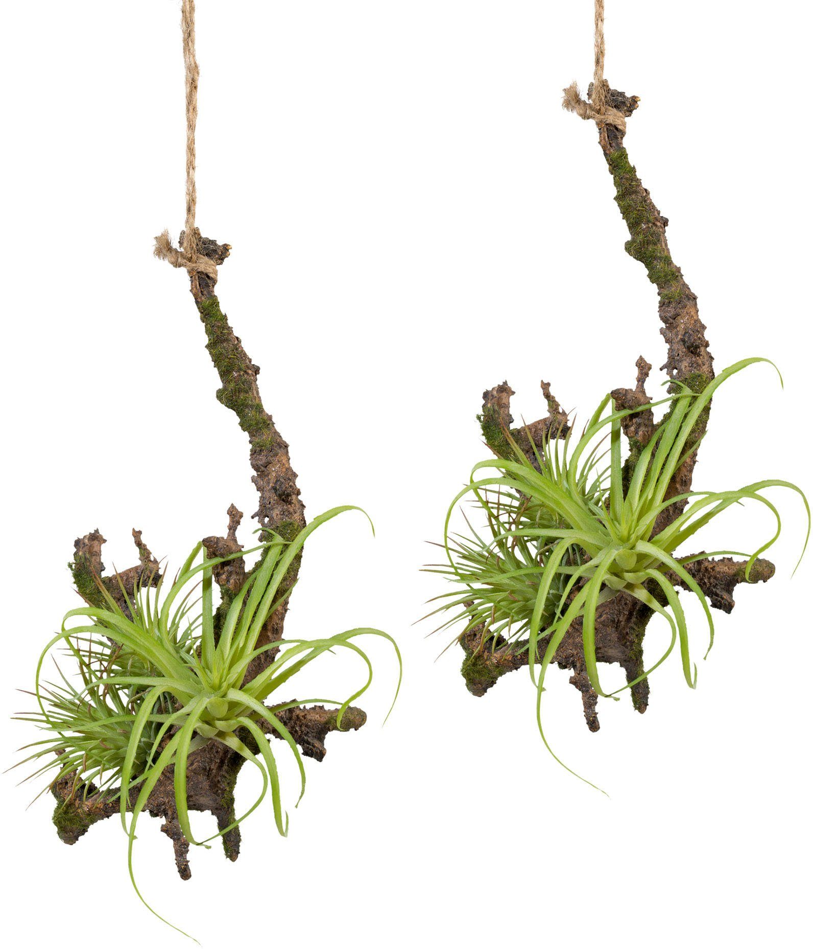 Creativ green Kunstplant Hangende tak met Tillandsie (2 stuks)