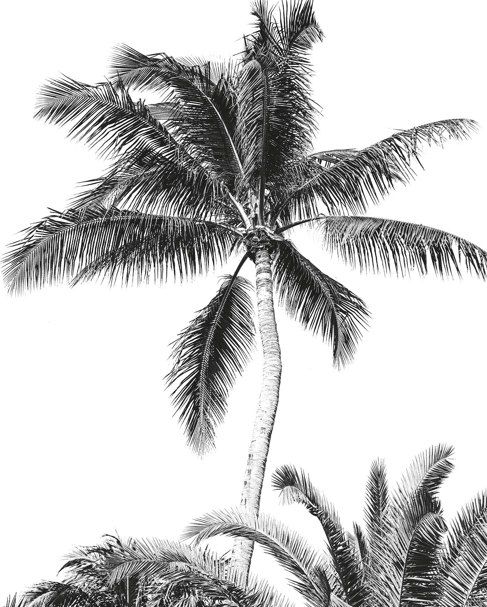 Komar Fotobehang Retro Palm 24 ijsblokjes, flexibele bodem, dicht, lekvrij, vaatwasserbestendig (1 stuk)