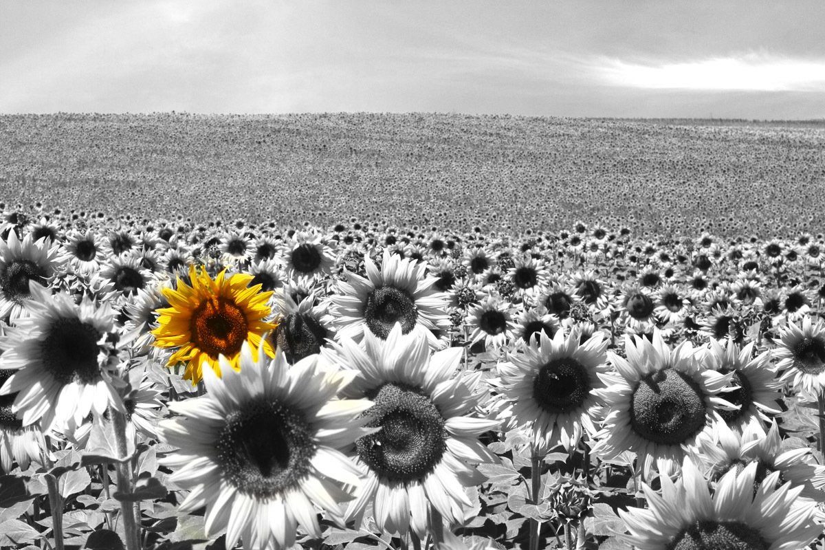 Papermoon Fotobehang Zonnebloemveld