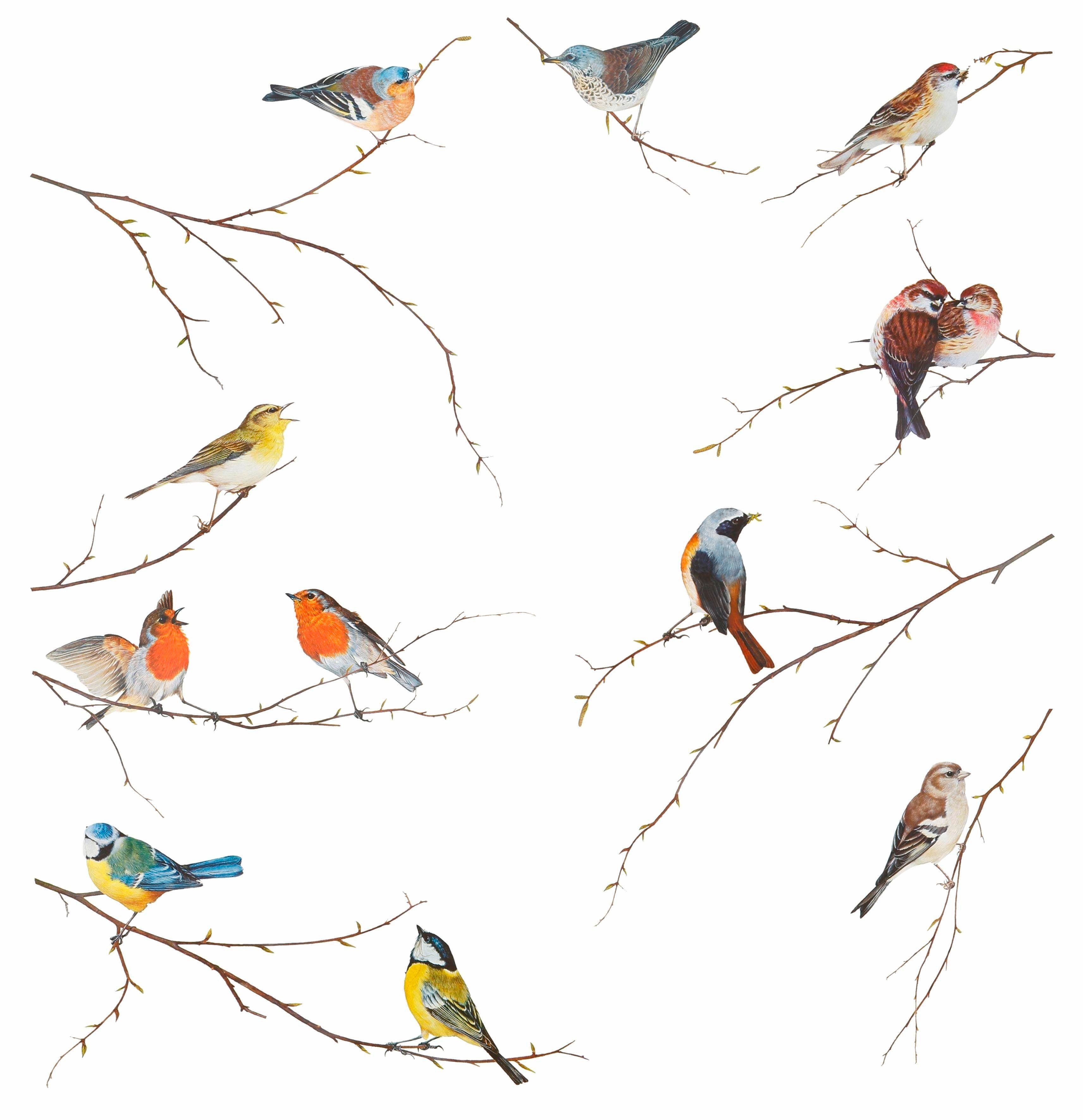 Komar Wandfolie Vogerl - afm. 50 x 70 cm zelfklevend, wandstickers