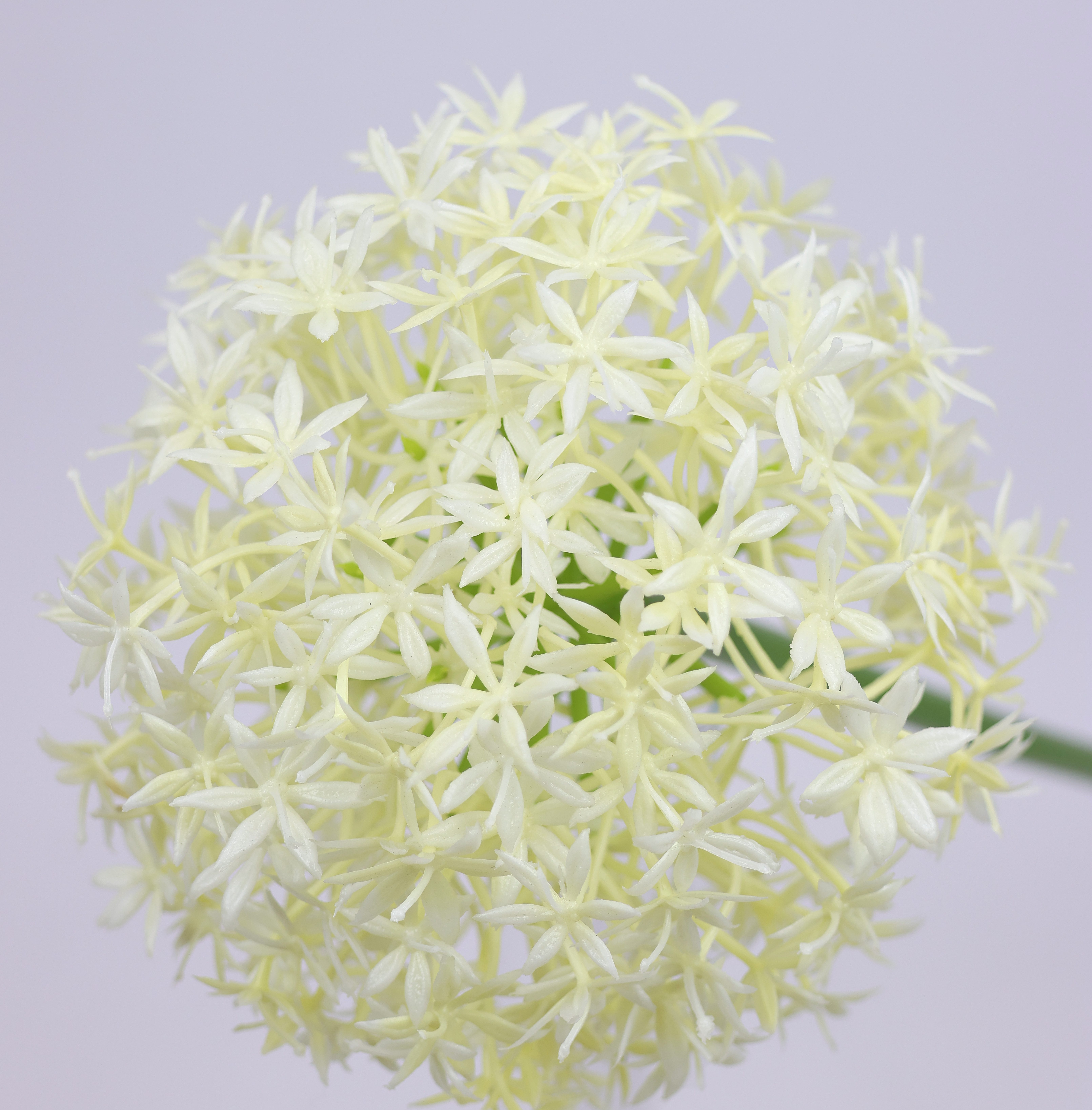 I.GE.A. Kunstbloem Allium sierlook Stelenbloem kunstbloemen(2 stuks)