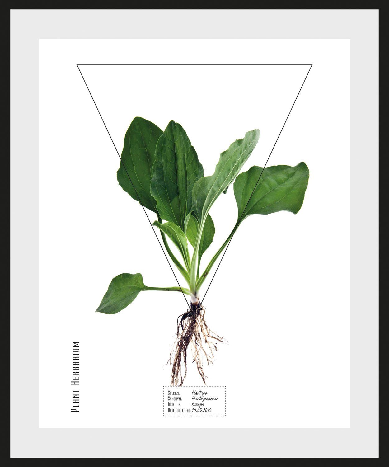 queence Wanddecoratie Plantago (1 stuk)