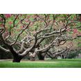 papermoon fotobehang perzikenbomen in het voorjaar fluwelig, vliesbehang, eersteklas digitale print groen