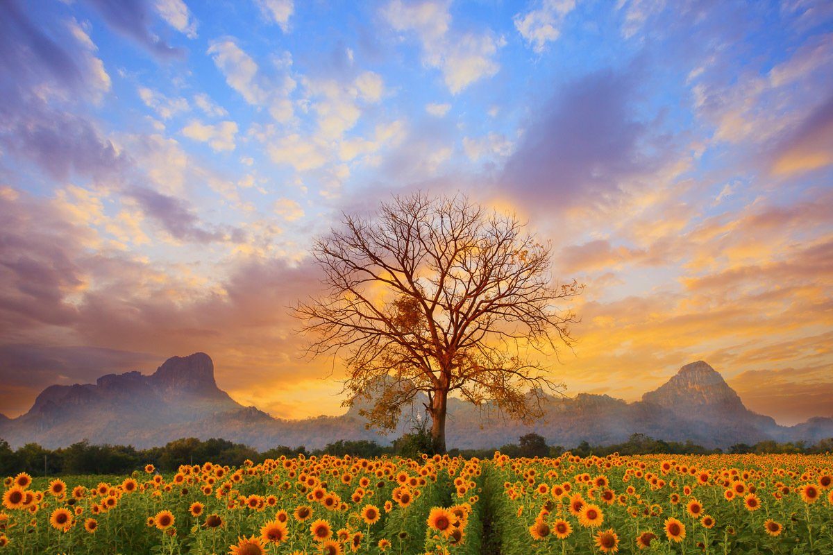 Papermoon Fotobehang Sonnenblumenlandschaft