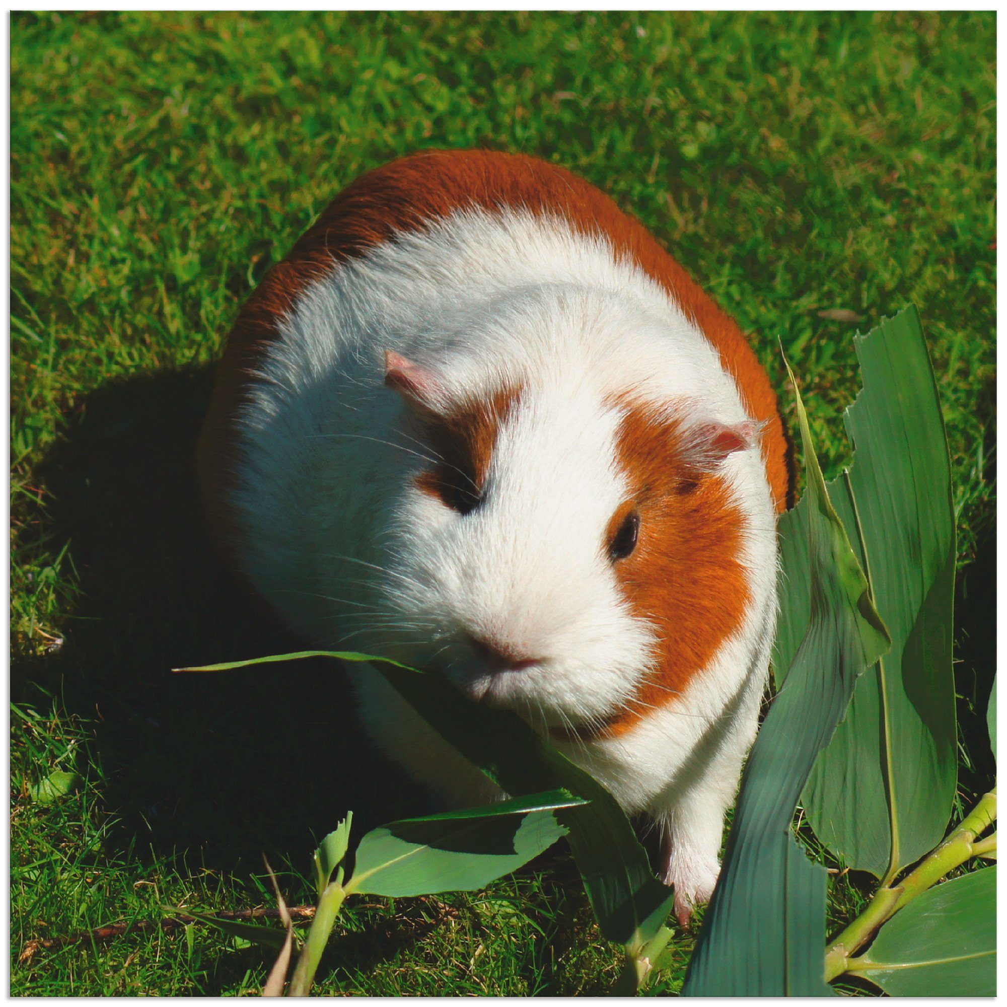 Artland artprint Orange weißes Meerschweinchen