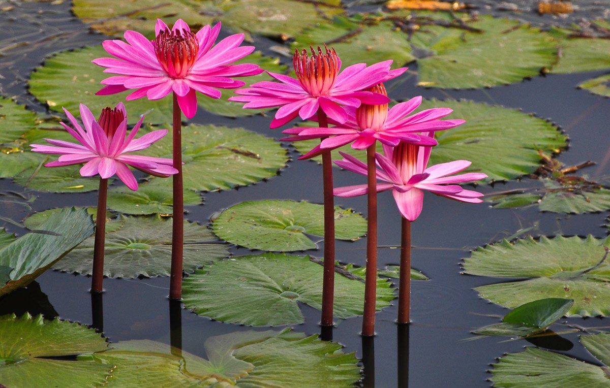 Papermoon Fotobehang Rosa Lotus