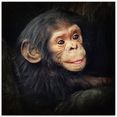 artland print op glas kleine chimpansee (1 stuk) zwart