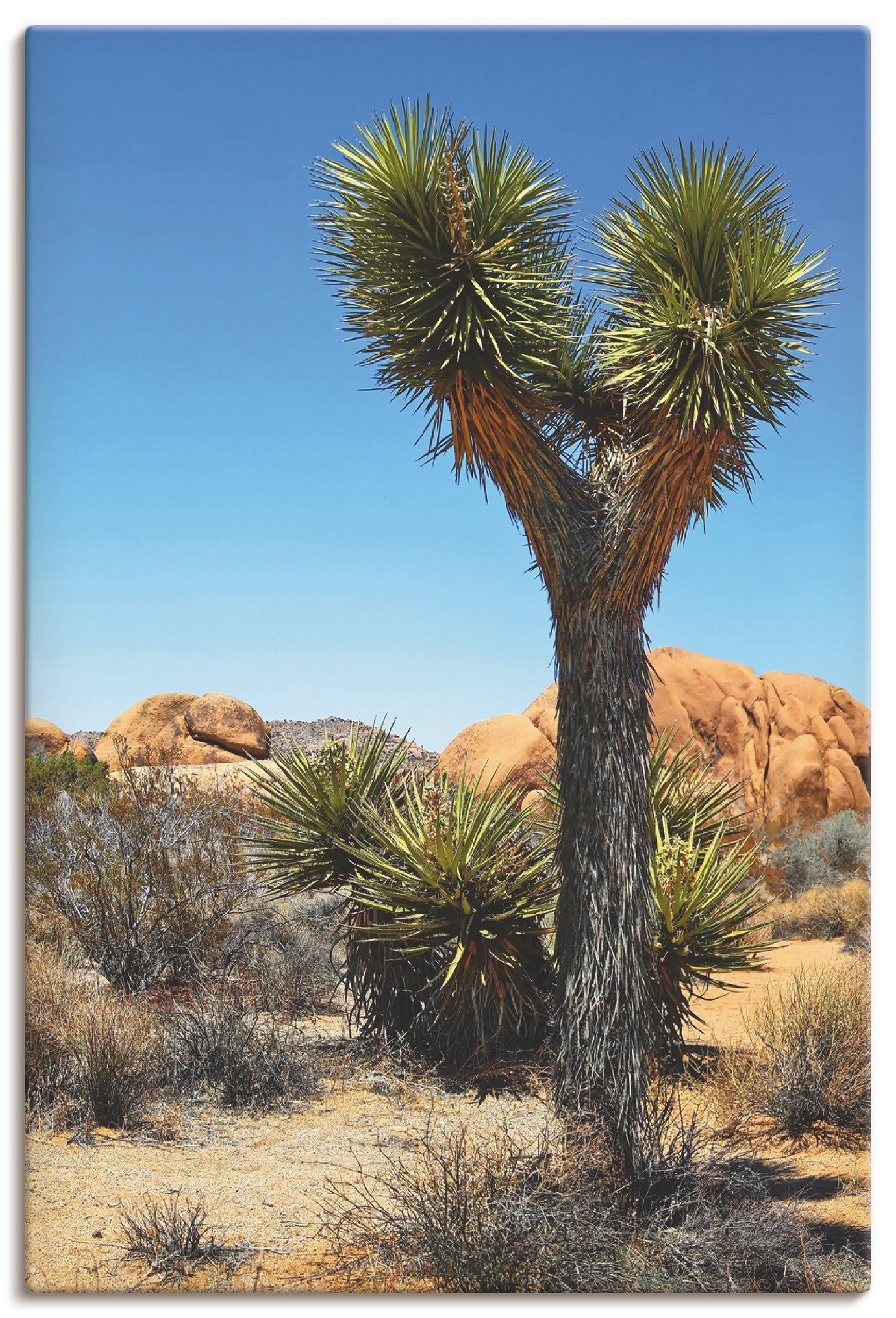 Artland Artprint Joshua Tree in de Mojave woestijn II in vele afmetingen & productsoorten - artprint van aluminium / artprint voor buiten, artprint op linnen, poster, muursticker /