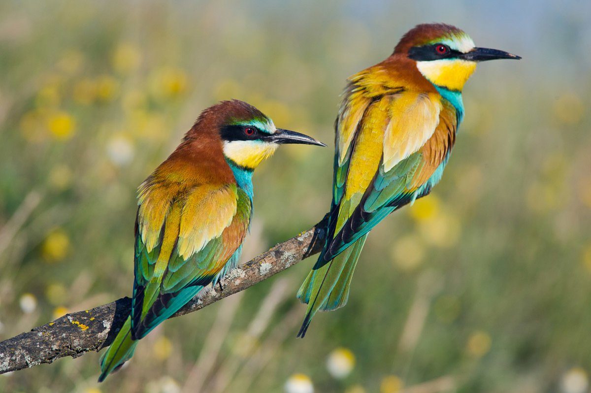 Papermoon Fotobehang Vogelpaar