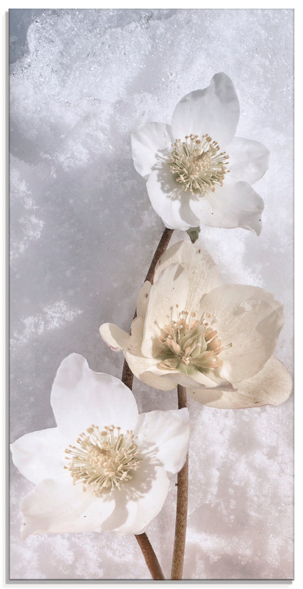 Artland Print op glas Christrose in de sneeuw glazen artprint zwart