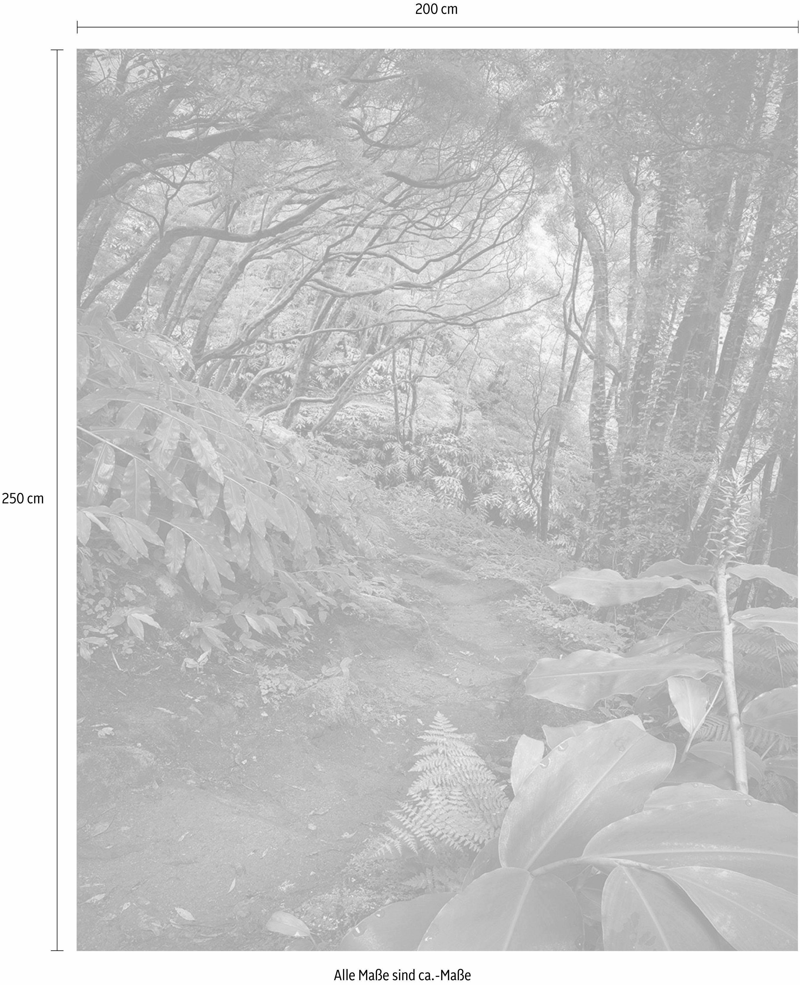 Komar Vliesbehang Digitale print vlies - The Path - Afmeting 200 x 250 cm (1 stuk)