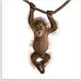artland print op glas baby sumatra orang oetan hangt aan het touw (1 stuk) wit