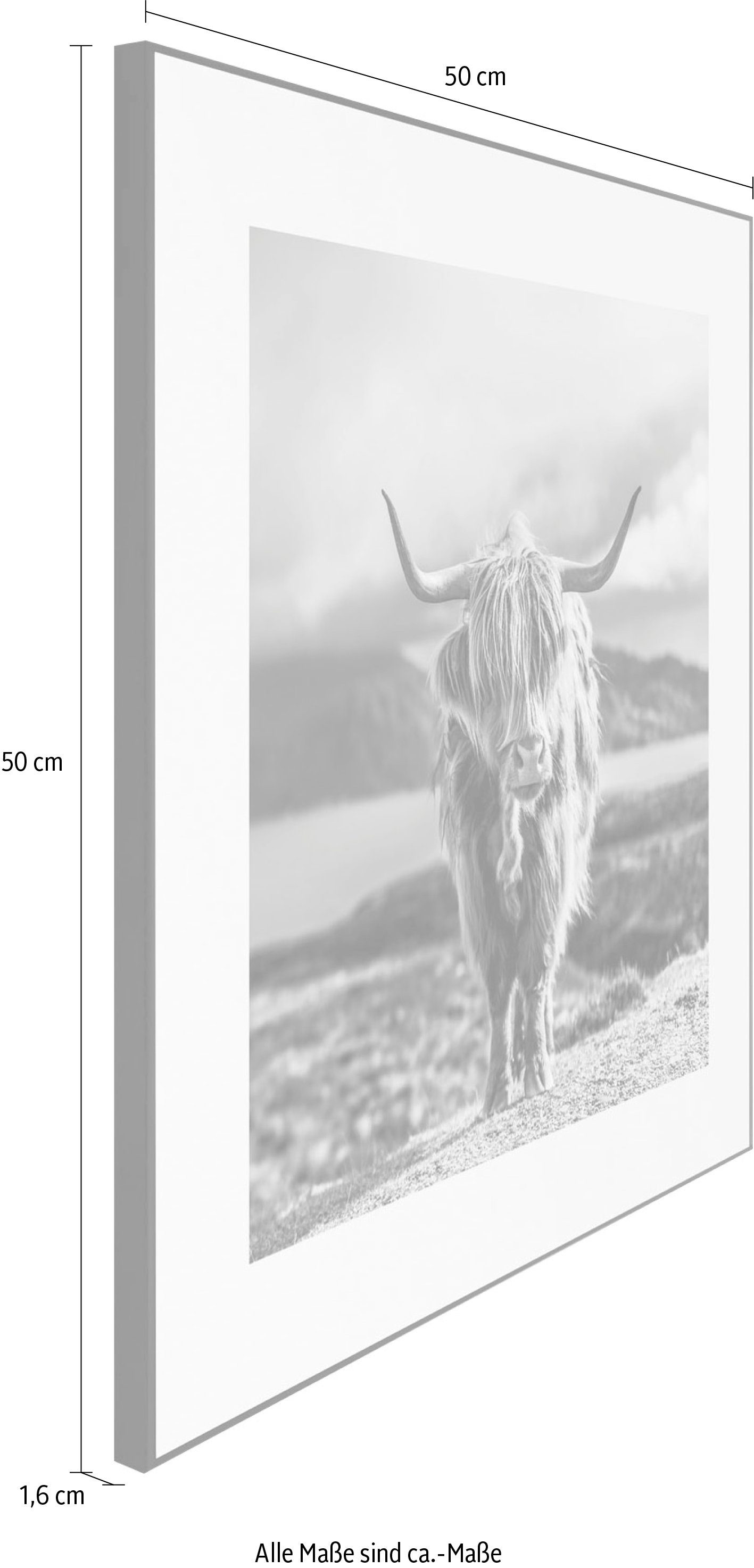 Reinders! Artprint Slim Frame Black 50x50 Highland Cow