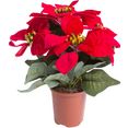 botanic-haus kunstbloem kerstster in bruine kunststof pot rood