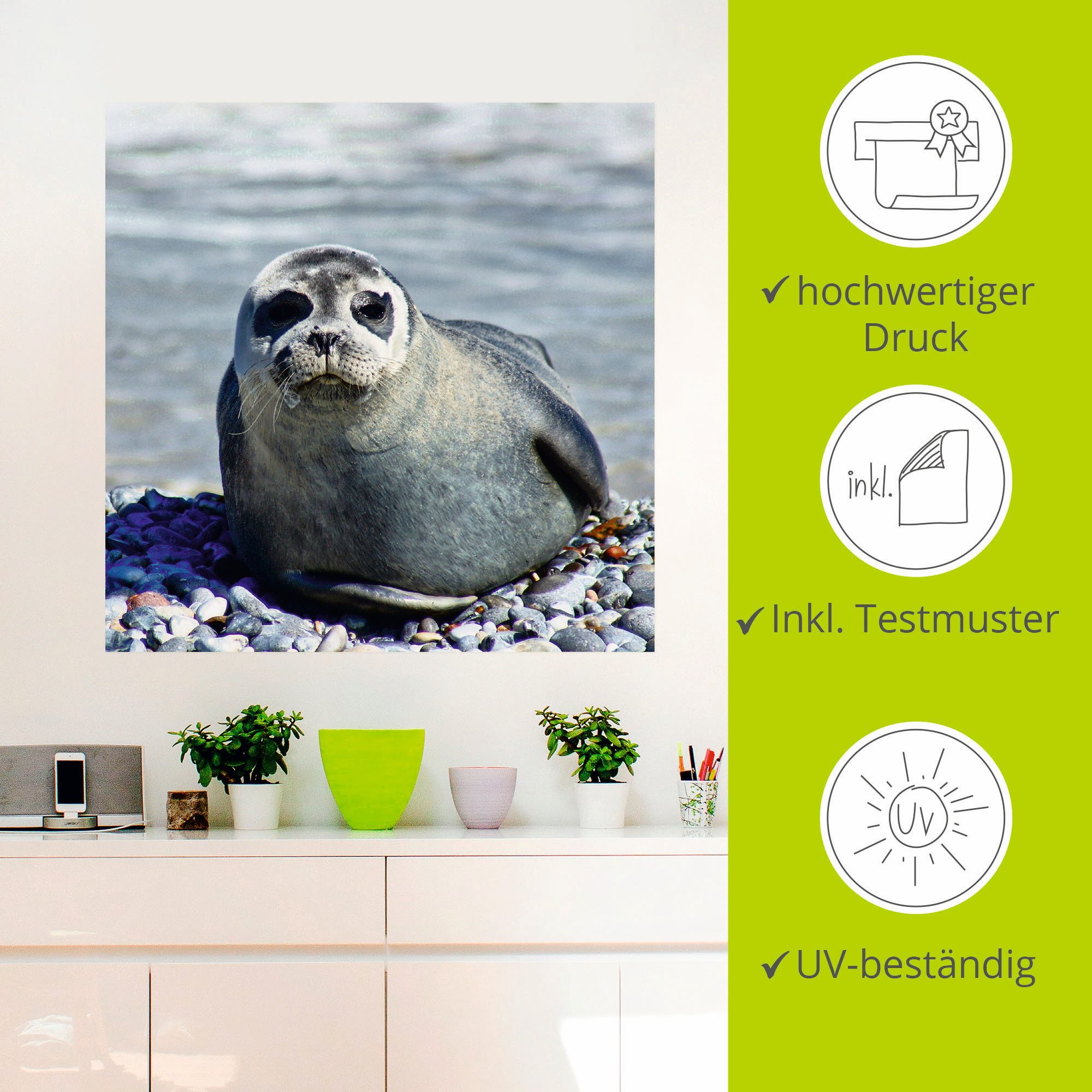 Artland Artprint Rob op het strand van Helgoland als muursticker in verschillende maten