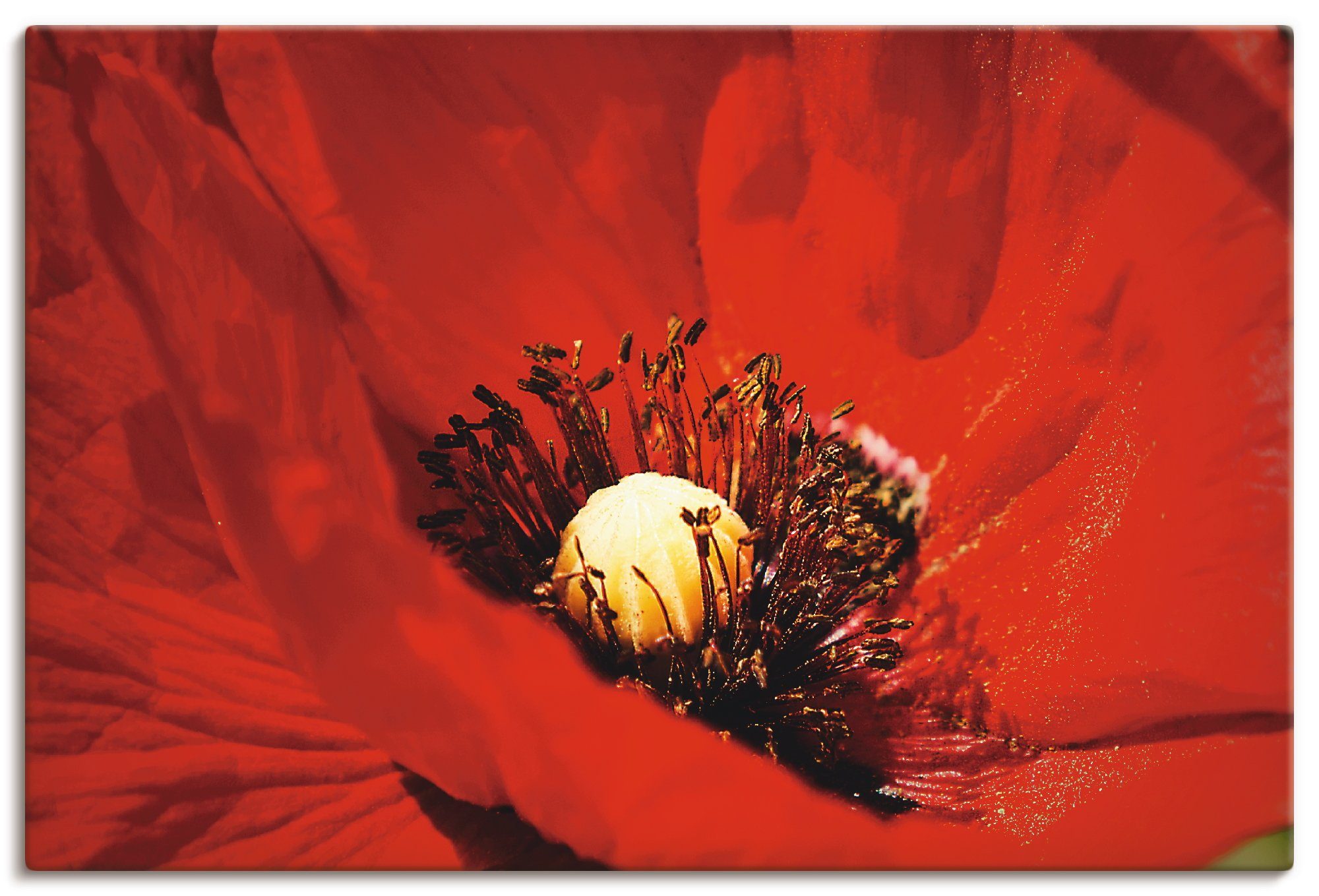 Artland artprint Roter Mohn