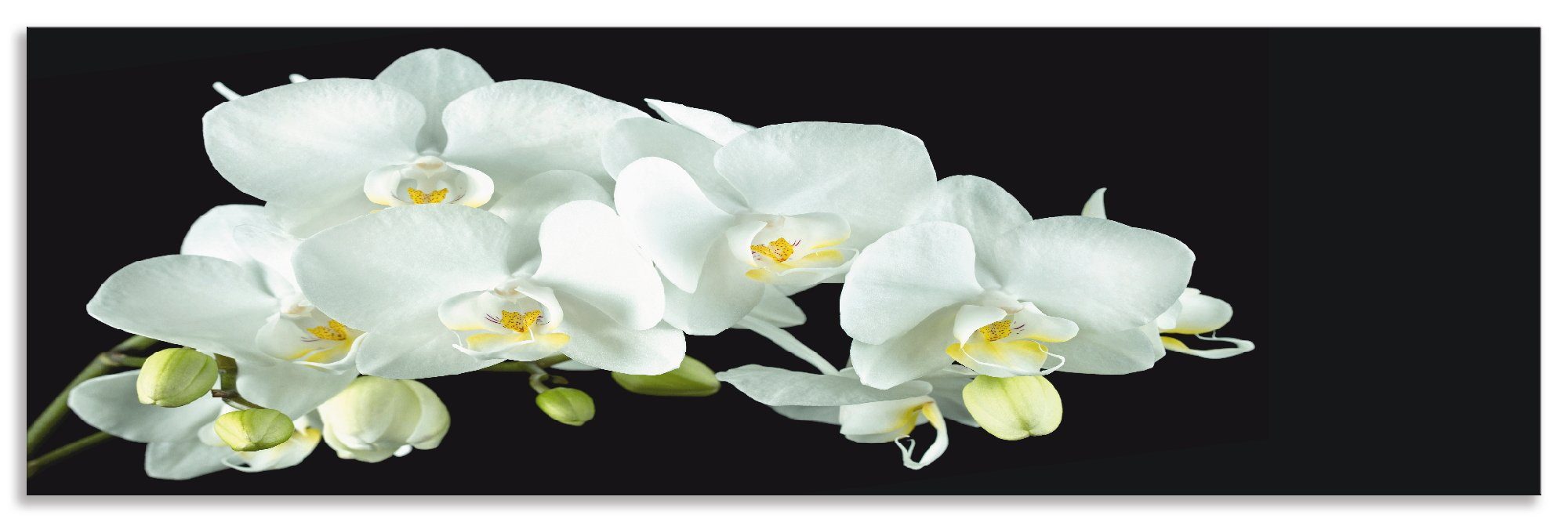 Artland Keukenwand Witte orchidee op een zwarte achtergrond zelfklevend in vele maten - spatscherm keuken achter kookplaat en spoelbak als wandbescherming tegen vet, water en vuil