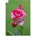 artland artprint schilder roos in vele afmetingen  productsoorten - artprint van aluminium - artprint voor buiten, artprint op linnen, poster, muursticker - wandfolie ook geschikt voor de badkamer (1 stuk) roze