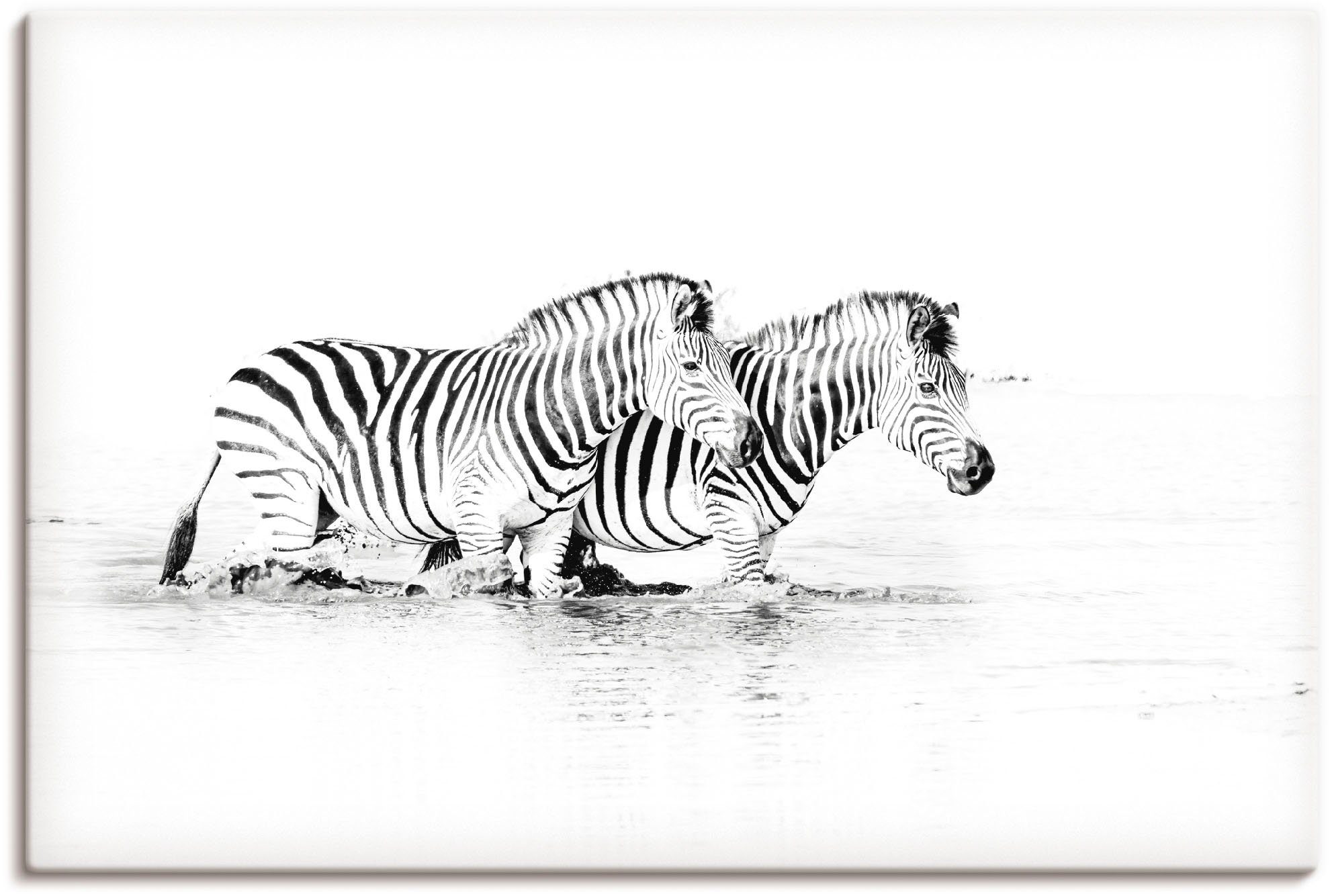 Artland Artprint Zebras parallel im Wasser in vele afmetingen & productsoorten - artprint van aluminium / artprint voor buiten, artprint op linnen, poster, muursticker / wandfolie